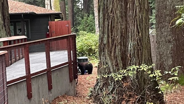 bear-breaks-into-zoo.jpg