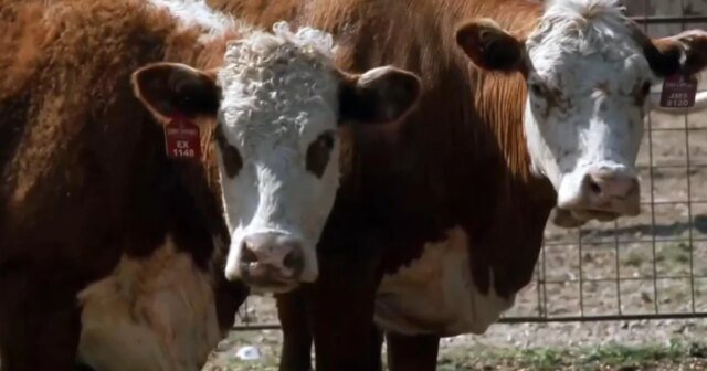 cbsn-fusion-iowa-farmers-who-lost-soybean-sales-to-china-now-fear-new-hit-to-cattle-thumbnail.jpg
