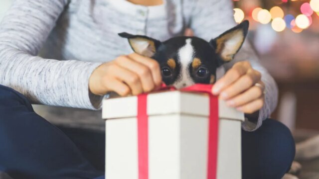 dog-gifts.jpg