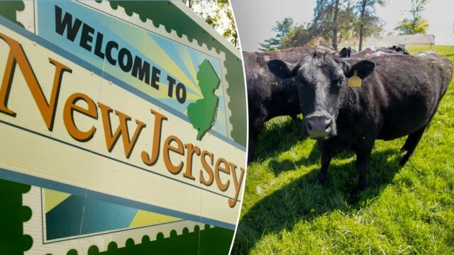 new-jersey-cattle-farm-split.jpg