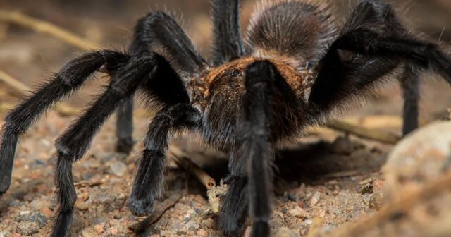 tarantulas-1920.jpg