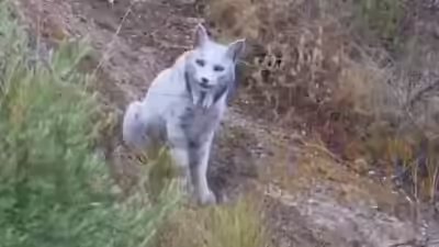 worlds-first-rare-white-iberian-lynx-captured-on-camera-in-spains-wild-mountains-watch.jpg