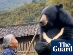 Em meio ao aumento de ataques de ursos no Japão, uma torrente de vídeos gerados por IA está aumentando a ansiedade