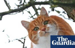 Mais animais de estimação sendo abandonados na Inglaterra à medida que as contas de comida e veterinário disparam, dizem instituições de caridade