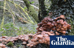 Verão quente e outono úmido causam growth no Reino Unido de fungos destrutivos do mel