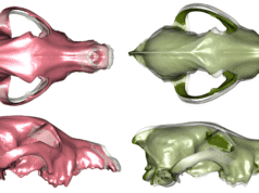 Diferentes ‘raças’ de cães começaram a surgir há mais de 10 mil anos