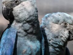 Vírus letal atinge as últimas araras azuis raras na natureza no Brasil