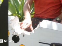 Windsurfista australiano escapa de ataque de tubarão