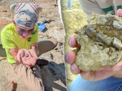 Estudante desenterra fóssil de dinossauro de 150 milhões de anos no primeiro dia de escavação em Montana: ‘Muito emocionante’