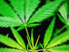 Uma proposta de proibição federal do THC ‘acabaria’ com os produtos de cânhamo que deixam as pessoas chapadas