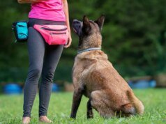 Cães para pacientes com diabetes detectam quedas mortais de açúcar no sangue antes dos dispositivos médicos, afirmam as famílias