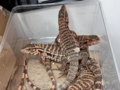 Homem contrabandeia quase 200 animais exóticos enfiados em sua bagagem: veja as fotos selvagens