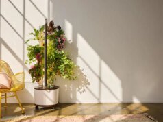 Eu investi em um jardim interno inteligente, você não precisa – como está minha colheita até agora