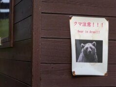 EUA emitem aviso incomum aos americanos no Japão: cuidado com ataques de ursos