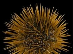 Ouriços-do-mar são basicamente cérebros cobertos de espinhos, conclui estudo