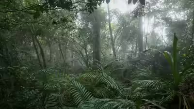 top-rainforests-in-the-world-and-why-theyre-crucial-for-our-planets-survival.jpg