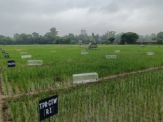 O fundo Mirova, apoiado pela Kering, investe US$ 30,5 milhões em Varaha, na Índia, para agricultura regenerativa