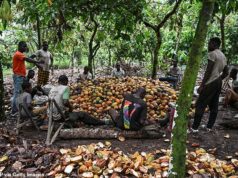 Por que seus candies de Natal não irão tão longe este ano: Celebrations, Dairy Milk e Terry’s Chocolate Oranges são todos MENORES, mas custam mais