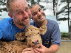 Os porcos xícaras de chá estão fora de questão e esses ‘pelúcias da vida actual’ estão na moda: os americanos ricos estão pagando milhares para ter uma vaca das Highlands como animal de estimação