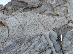 Exibição de pegadas de dinossauros "rebanhos movendo-se em sincronia" encontrado na Itália