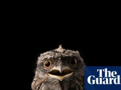 Venenos comuns de ratos domésticos representam um risco inaceitável para a vida selvagem, à medida que os defensores dos animais pressionam pela proibição