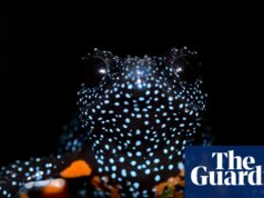 Sapos galácticos ‘mágicos’ desaparecem após relatos de fotógrafos destruindo seus habitats