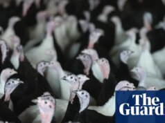 Supermercados do Reino Unido recorrem aos perus europeus quando a gripe aviária atinge a oferta