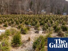 Os agricultores de árvores de Natal da Carolina do Norte estão otimistas após o furacão Helene