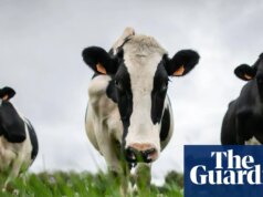 China atinge indústria de laticínios da UE com tarifas de até 42,7%