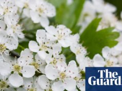 Plante ‘tredges’ para aumentar a cobertura de árvores da Inglaterra, pediram jardineiros