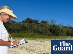 Apelo para que cientistas cidadãos monitorem espécies de tartarugas ameaçadas nas praias de NSW