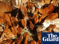 Indústria de carne bovina australiana ‘extremamente decepcionada’ depois que China atinge importações com tarifa de 55%