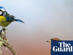 A primavera mais quente já registrada no Reino Unido levou ao aumento na reprodução de pássaros canoros, mostram dados