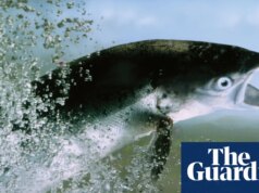 Salmão jovem do Atlântico visto em três rios ingleses pela primeira vez em uma década