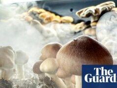 Tratamentos psicodélicos são promissores para o TOC, enquanto a hashish não, segundo revisão