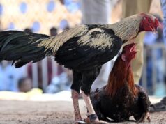 Puttur MLA é autuado por apoiar briga de galos ilegal