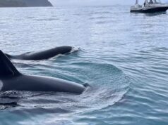 Orcas encontram golfinhos como um amigo improvável e se unem para encontrar uma presa valiosa
