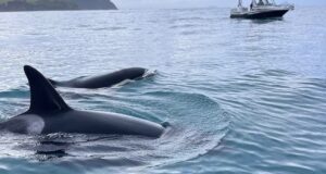 Orcas encontram golfinhos como um amigo improvável e se unem para encontrar uma presa valiosa