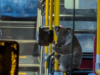 Peri, o coala pega carona no ônibus de Brisbane após quase acidente na estrada da cidade