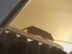 Enorme rato avistado dentro de um voo com destino ao Caribe, mais de 250 passageiros ficaram presos porque o avião teve que aterrar