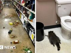 Da bebida às faixas pretas: o guaxinim bêbado da Virgínia é suspeito de arrombar uma loja de caratê