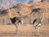 Avestruzes ‘Camel Chook’ retornam após 100 anos na Arábia Saudita