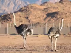 Avestruzes ‘Camel Chook’ retornam após 100 anos na Arábia Saudita