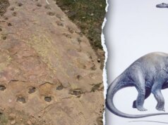 O caminho tortuoso do dinossauro manco confunde os paleontólogos, 150 milhões de anos depois: ‘Muito raro’