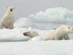 Pesquisadores capturam vídeo de adoção rara de urso polar