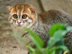 Gato selvagem ameaçado de extinção é visto na Tailândia pela primeira vez em 30 anos