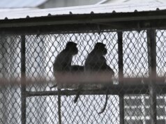 RFK Jr. diz que trabalhará com agências para acabar com os testes em animais