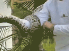 Grande píton birmanesa em vídeo sendo retirada de uma árvore de bairro na Flórida: ‘Period muito perigoso’