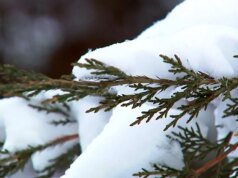 Natureza: Neve em Dakota do Sul