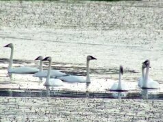 Natureza: Cisnes Trompetistas em Minnesota
